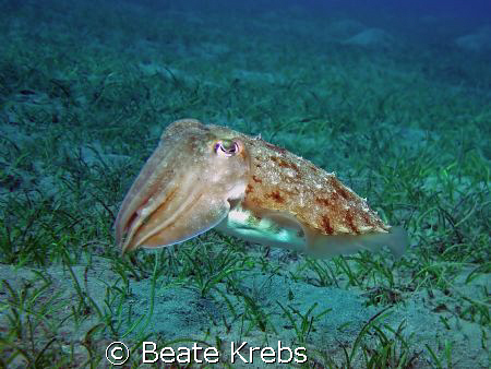 Cuttlefish taken in Abu Dabab, with Canon S70 by Beate Krebs 