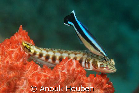 A Sandperch being cleaned by a Common cleanerfish, Labroi... by Anouk Houben 