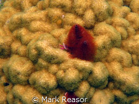 Christmas tree worms taken in the waters off St. John. by Mark Reasor 