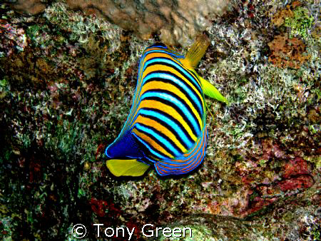 This amazing fish i think its a Emperor great against the... by Tony Green 