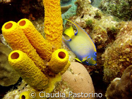 Deep Yellow... by Claudia Pastorino 