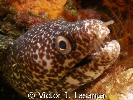 close up to a spotted moray at v.j.level dive site in par... by Victor J. Lasanta 