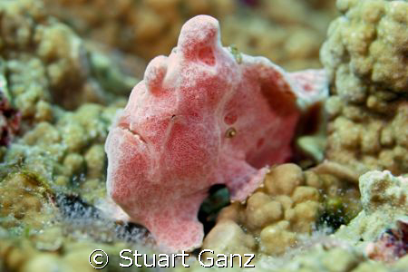 Little frogfish at a dive site called "West of Eden". by Stuart Ganz 