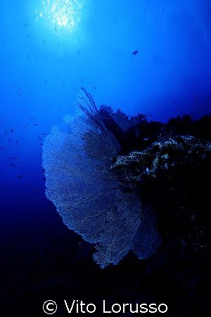 Corals - Subergorgia hicksoni by Vito Lorusso 