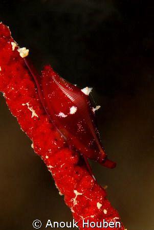Tiny snail on a whip coral. Picture taken on the second r... by Anouk Houben 