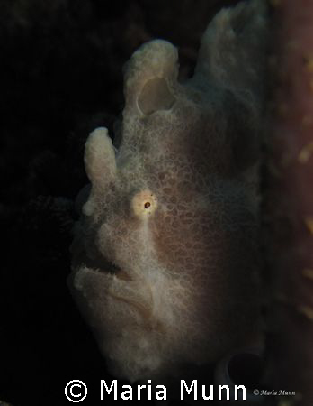 I've always hoped to see a frogfish, but I never thought ... by Maria Munn 