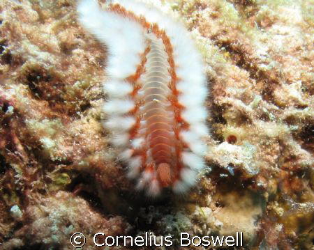 Fireworm, look but don't touch!
I used a Canon G10 with ... by Cornelius Boswell 