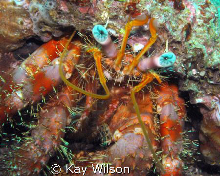 Star Eyed Hermit Crab by Kay Wilson 