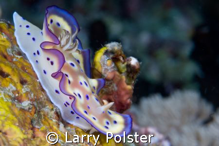 One of many beautiful nudis of Anilao, D300, 105 by Larry Polster 