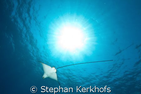 ocean, sun and a spotted eagle ray. by Stephan Kerkhofs 