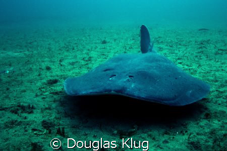 Fearless.  A very large torpedo ray (Pacific Electric Ray... by Douglas Klug 