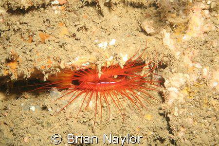 Cool Anemone
on th US Coolidge by Brian Naylor 