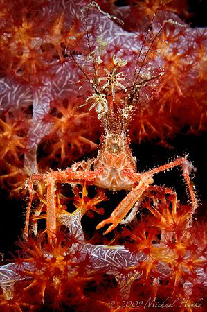 Bull crab (Naxioides taurus) by Michael Henke 