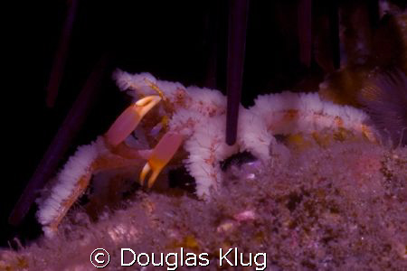Purple Tinker.  A crevice spider crab taking refuge behin... by Douglas Klug 