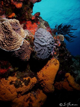 This image was taken in 2008 while diving in Cozumel. The... by Steven Anderson 