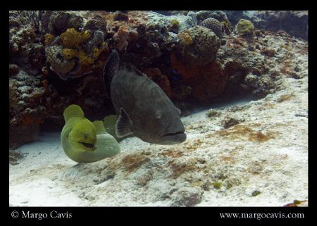 Large green eel & a grouper - just hanging out. I think t... by Margo Cavis 