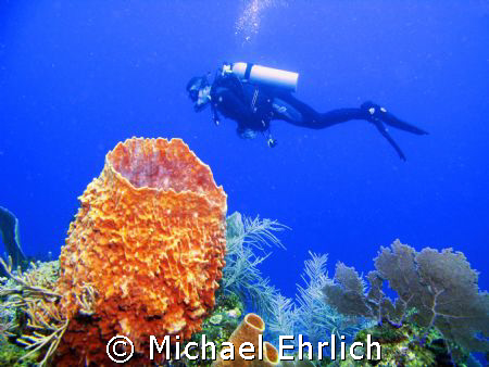This is my good friend and the beautiful reef at 40 Point... by Michael Ehrlich 