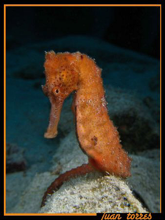 just a nice Sea horse. by Juan Torres 