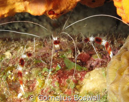 Coral Banded Shrimp.  I used a Canon G10 with Ikelite hou... by Cornelius Boswell 