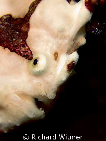 Big Frogfish portrait. Notice the lure in the top right. ... by Richard Witmer 