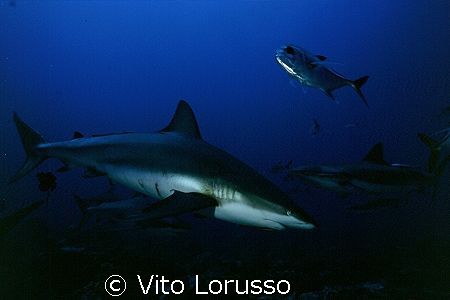 Fishs - Carcharhinus plumbeus by Vito Lorusso 