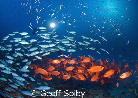 more shoals of fish from the Maldives by Geoff Spiby 