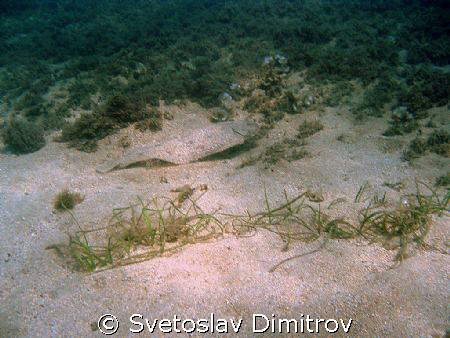 platichthys flesus luscus swiming away by Svetoslav Dimitrov 
