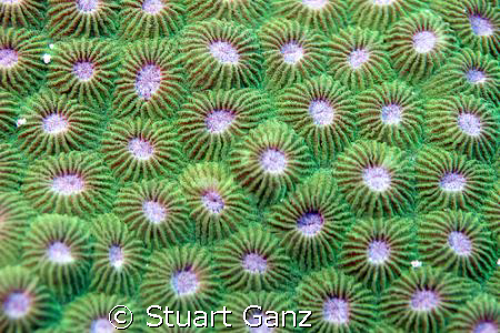 I really like the pattern of this coral. by Stuart Ganz 