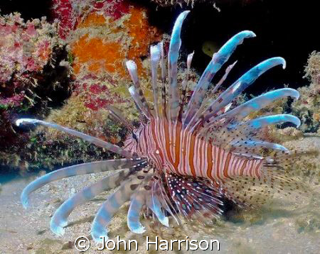 Lion Fish shot off the coast of Bali.  I used a NikonosV ... by John Harrison 