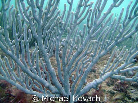 Sea Rod on the reef off the Pelican Grand Beach Resort in... by Michael Kovach 