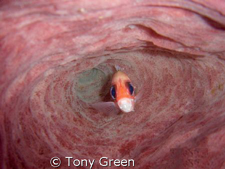 A Squirrel fish swam in to the coral i finned just slowly... by Tony Green 