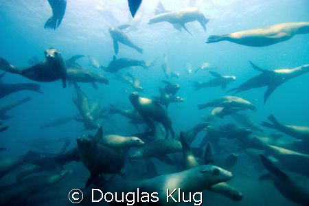 No Sharks Here! A sea of sea lions greets divers at Anaca... by Douglas Klug 