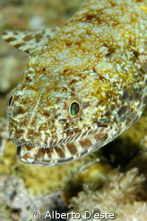 lizard fish by Alberto D'este 