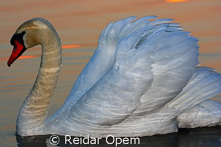 In early spring the swan is resting on the icefree part o... by Reidar Opem 