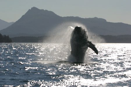 Baby Humpback Whale called Houdini breaching at Johnstone... by Maria Munn 