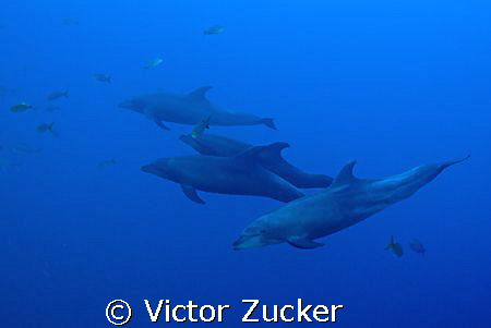 dolphins on the hunt by Victor Zucker 