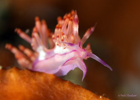"Pretty" Shot in Lembeh 60mm +4 diopter.:o) by Debi Henshaw 