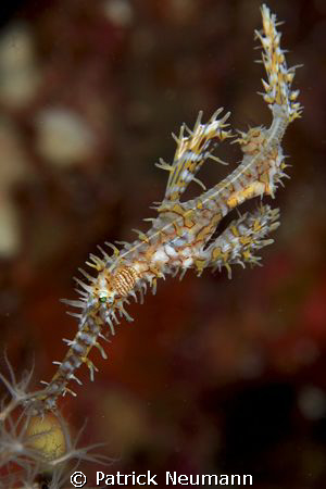 Ornate Ghostpipefish @ Richilieu Rock taken with Canon 40... by Patrick Neumann 
