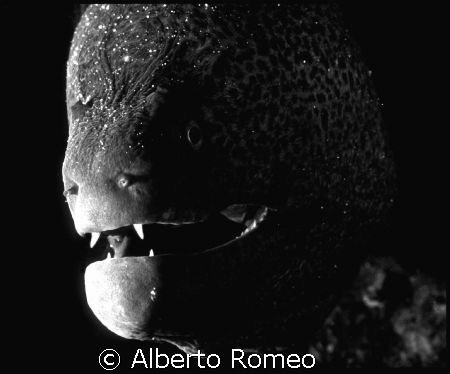 PORTRAIT OF THE VAMPIRE. Nikon 801s + 60 macro+Igloo hous... by Alberto Romeo 