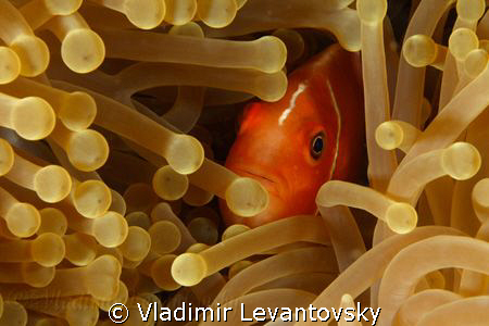 Pink anemone fish (skunk clownfish) portrait. Watching cl... by Vladimir Levantovsky 