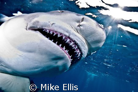 Sharks+Bait=great shots. Tiger beach ,Little Bahamas bank... by Mike Ellis 