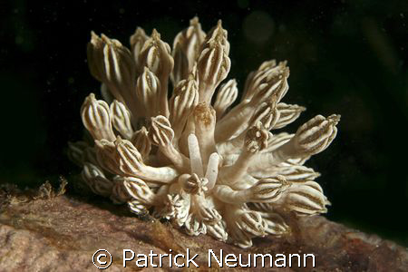 this nudibranch is mimicing softcoralpolyps .... amazing ... by Patrick Neumann 