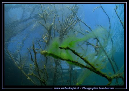 Freshwater Atmospher.... Que du Bonheur... :O) - this wee... by Michel Lonfat 