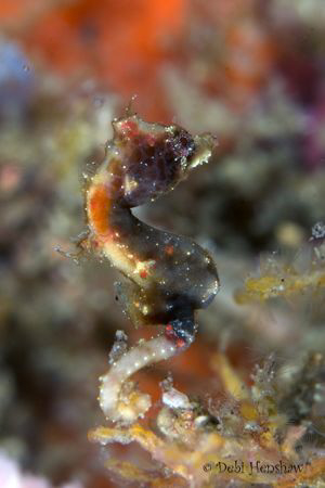 New Pygmy Species. This is the newly named Severns's Pygm... by Debi Henshaw 