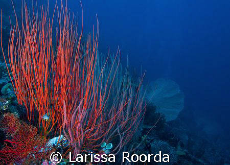 Whip coral reefscape by Larissa Roorda 
