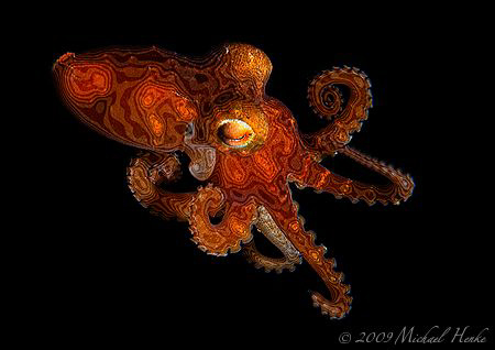 Octopus electronica :-) by Michael Henke 
