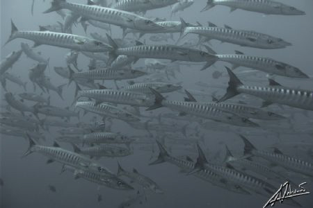 endless school of barracuda twirling, the b/w brings thei... by Adriano Trapani 