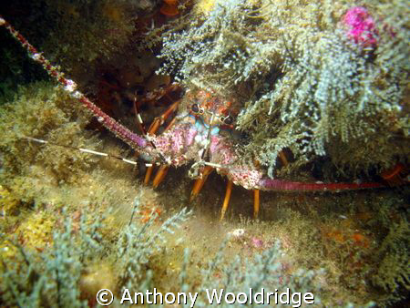 A common crayfish taken at Three Sisters in Port Elizabet... by Anthony Wooldridge 