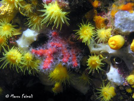 Little red coral (Corallium rubrum) into the epibenthic a... by Marco Faimali 