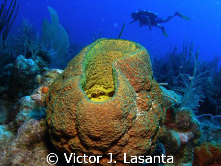 a netted barrel sponge at two for you dive site in pargue... by Victor J. Lasanta 